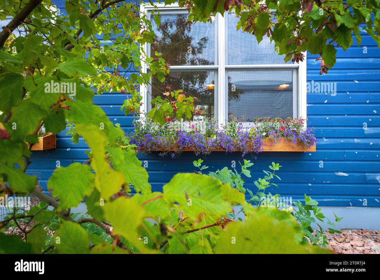 Parete blu brillante e fiori viola, North House Folk School, Grand Marais, Minnesota, USA Foto Stock