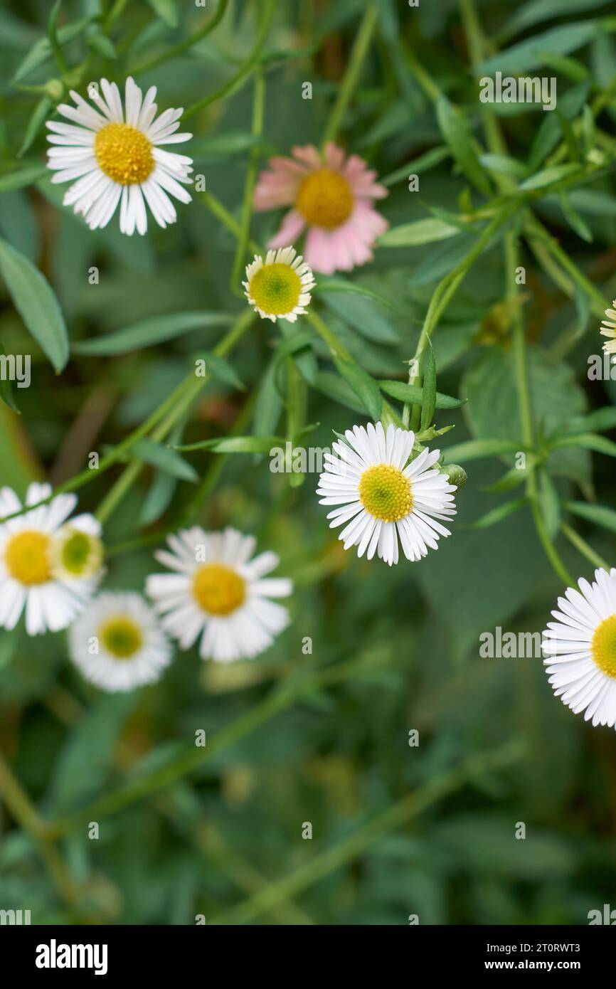 fiori di fleabano messicani, erigeron karvinskianus, detti anche fleabane latinoamericane o karwinsky, santa barbara o margherite spagnole, piccoli fiori simili a margherita Foto Stock