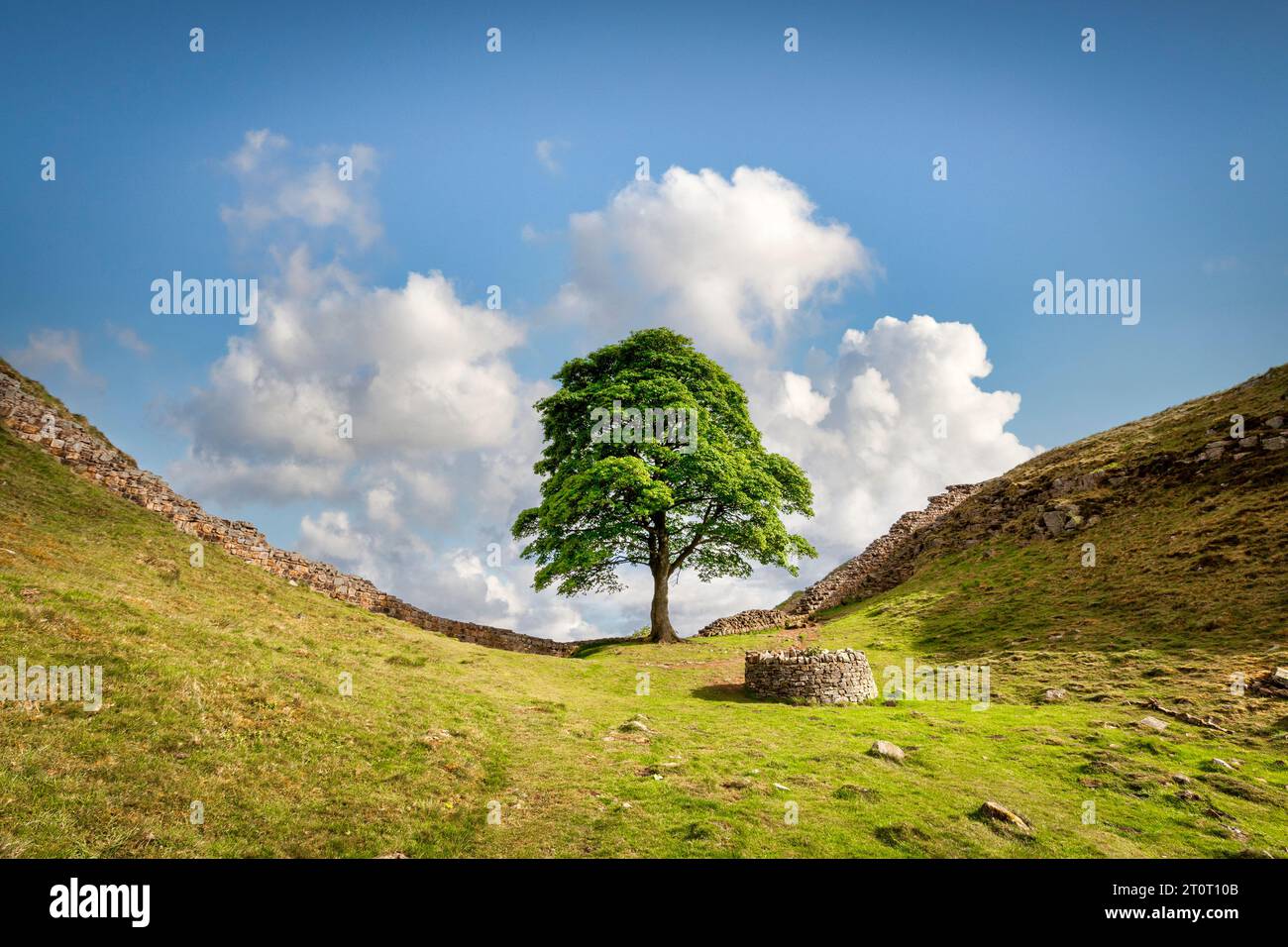 Il famoso albero di sicomoro in un tuffo accanto al Vallo di Adriano nel Northumberland, visto nel maggio 2011. Fu abbattuto nel settembre 2023 in un atto di vandalismo. Foto Stock