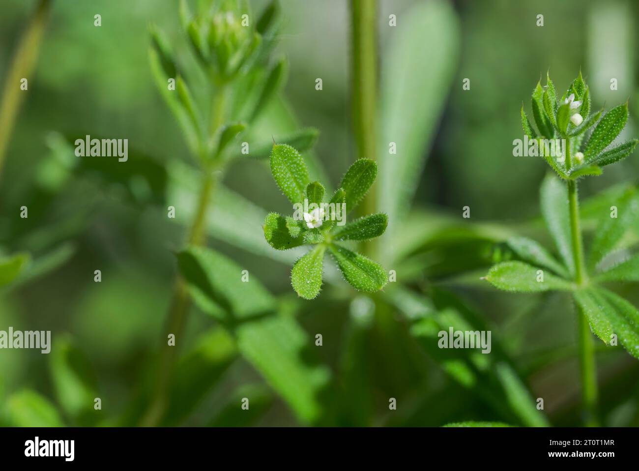 Cleavers, Galium aparine. È una pianta annuale della famiglia delle Rubiaceae. Foto scattata nella provincia di Ciudad Real, Spagna Foto Stock