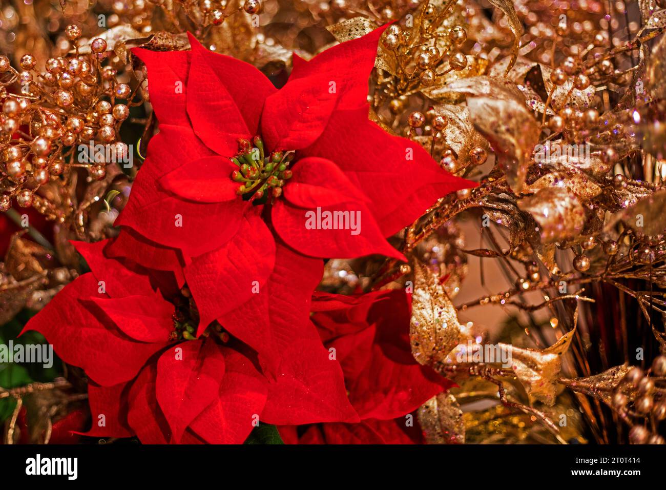 Fiore di Natale rosso su rami dorati decorativi Foto Stock