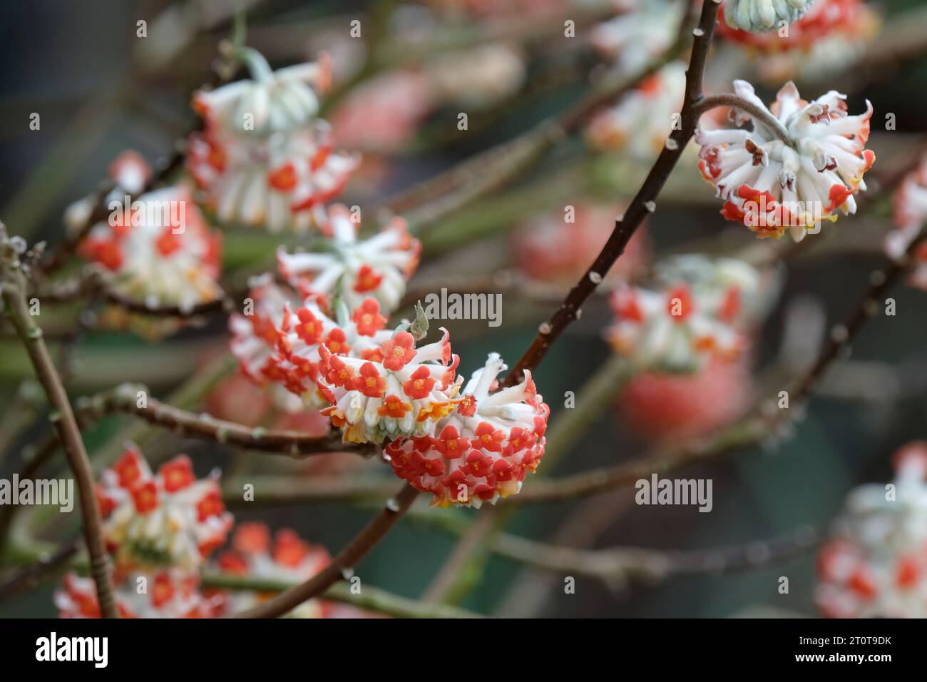 Drago rosso Edgeworthia chrysantha, arbusto cinese deciduo fiorito in inverno, infiorescenze arrotondate di fiori rossi d'arancio Foto Stock