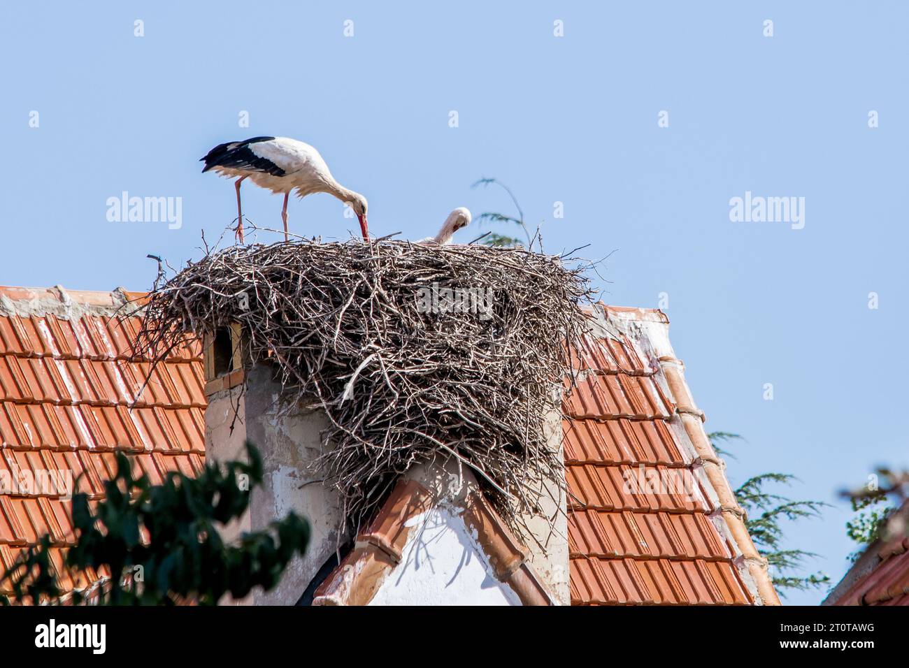 Un paio di cicogne bianche, Ciconia ciconia, grandi uccelli che si prendono cura del loro nido su un tetto a Ifrane, in Marocco durante i mesi estivi di riproduzione. Foto Stock