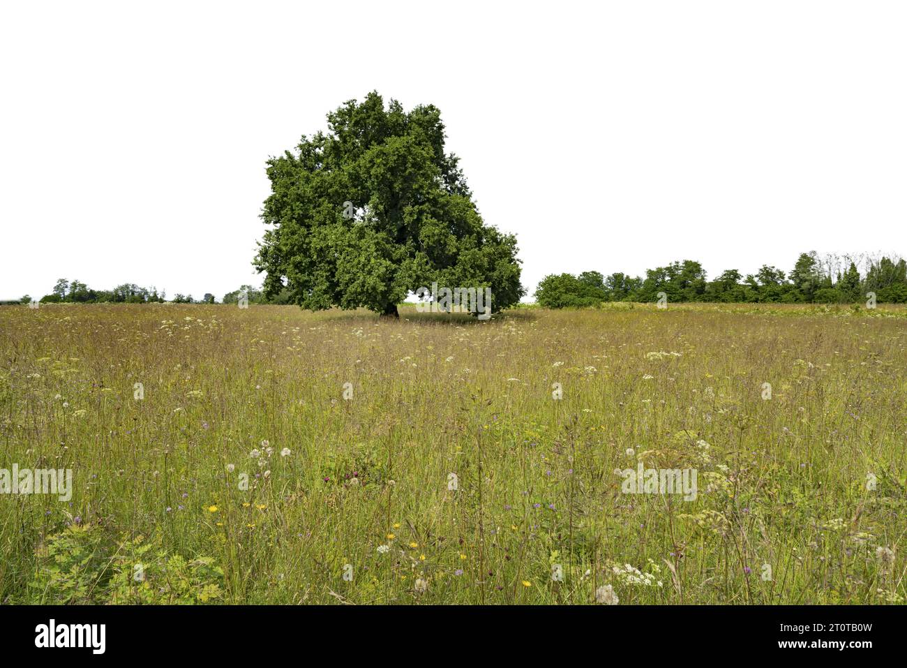 Un vecchio albero di quercia in un prato nella stagione estiva Foto Stock