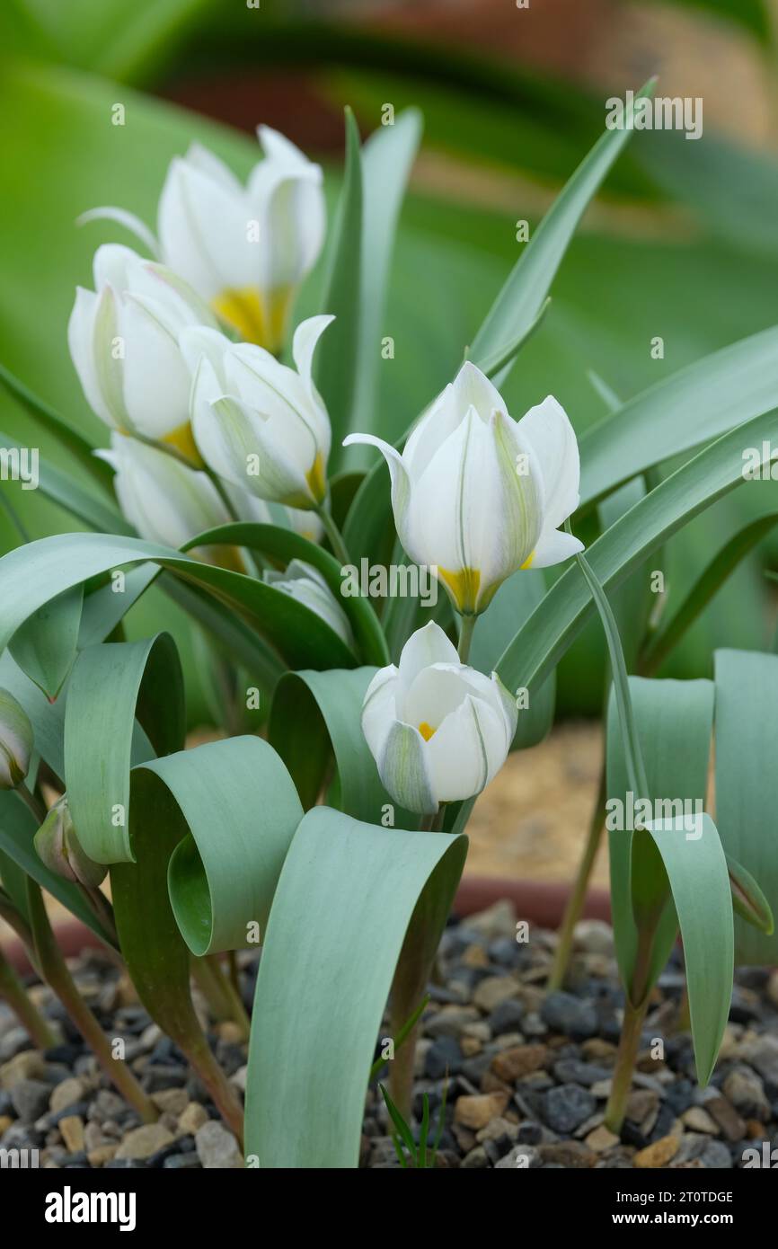 Tulipa biflora, tulipano a due fiori, Tulipa talijevii, Tulipa polychroma, bulbo perenne, foglie grigio-verdi, petali bianchi base giallo-oro, lavati g Foto Stock
