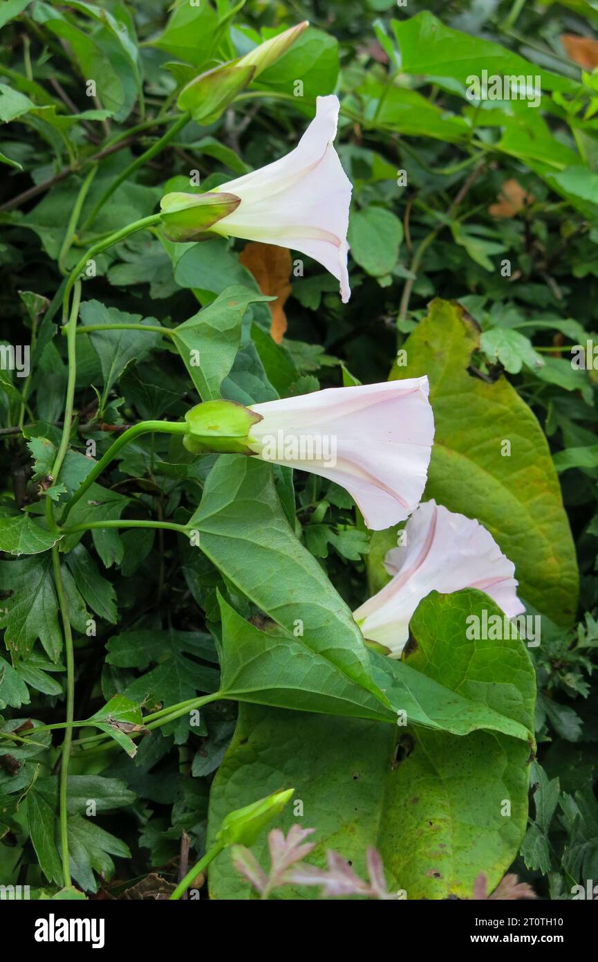 Impianto di fioritura ad alghe bindweed per siepi CALYSTEGIA SEPIUM Foto Stock