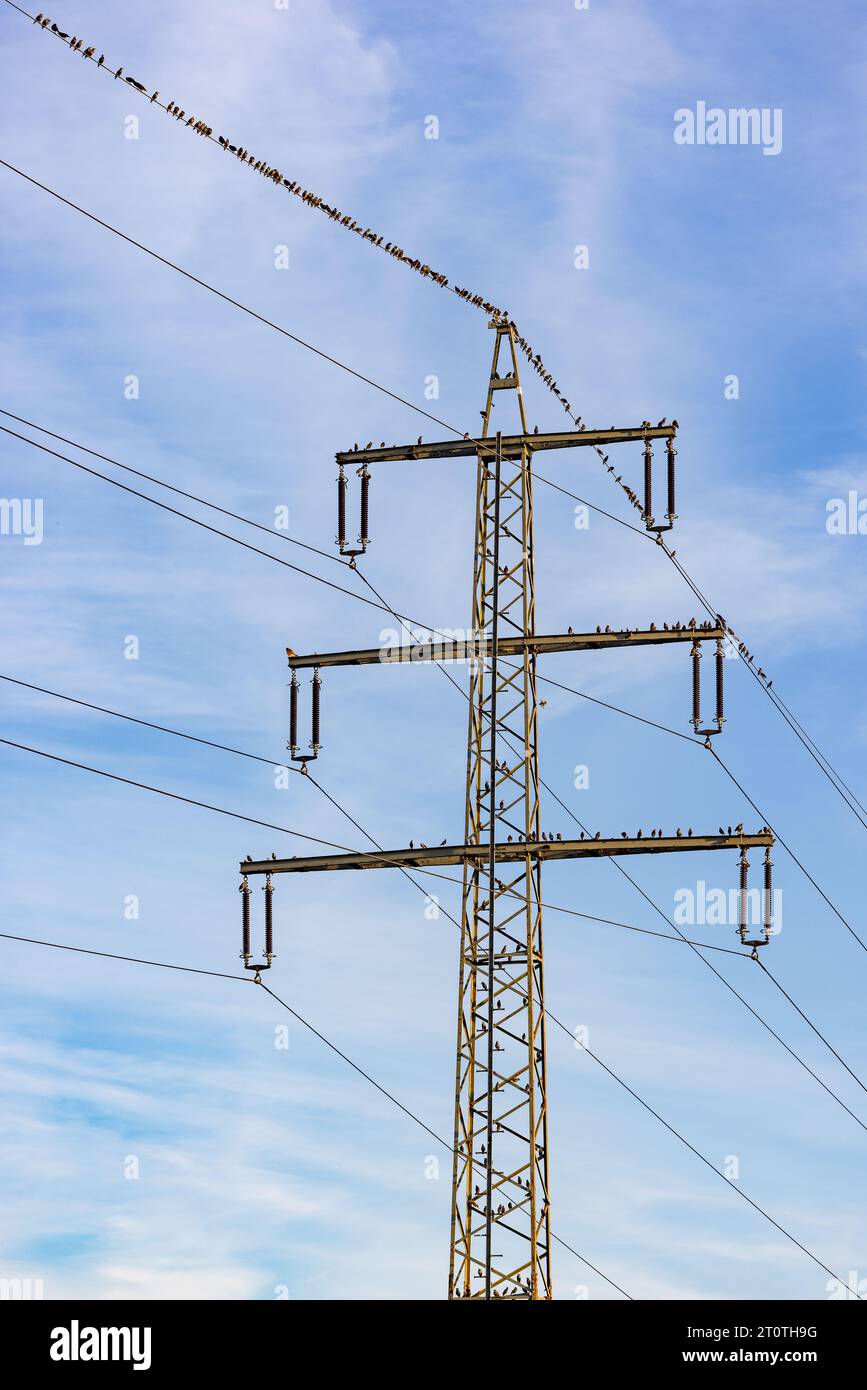 Un palo elettrico con linee elettriche aeree con molti uccelli e uccelli canori che riposano esposto di fronte al cielo blu Foto Stock