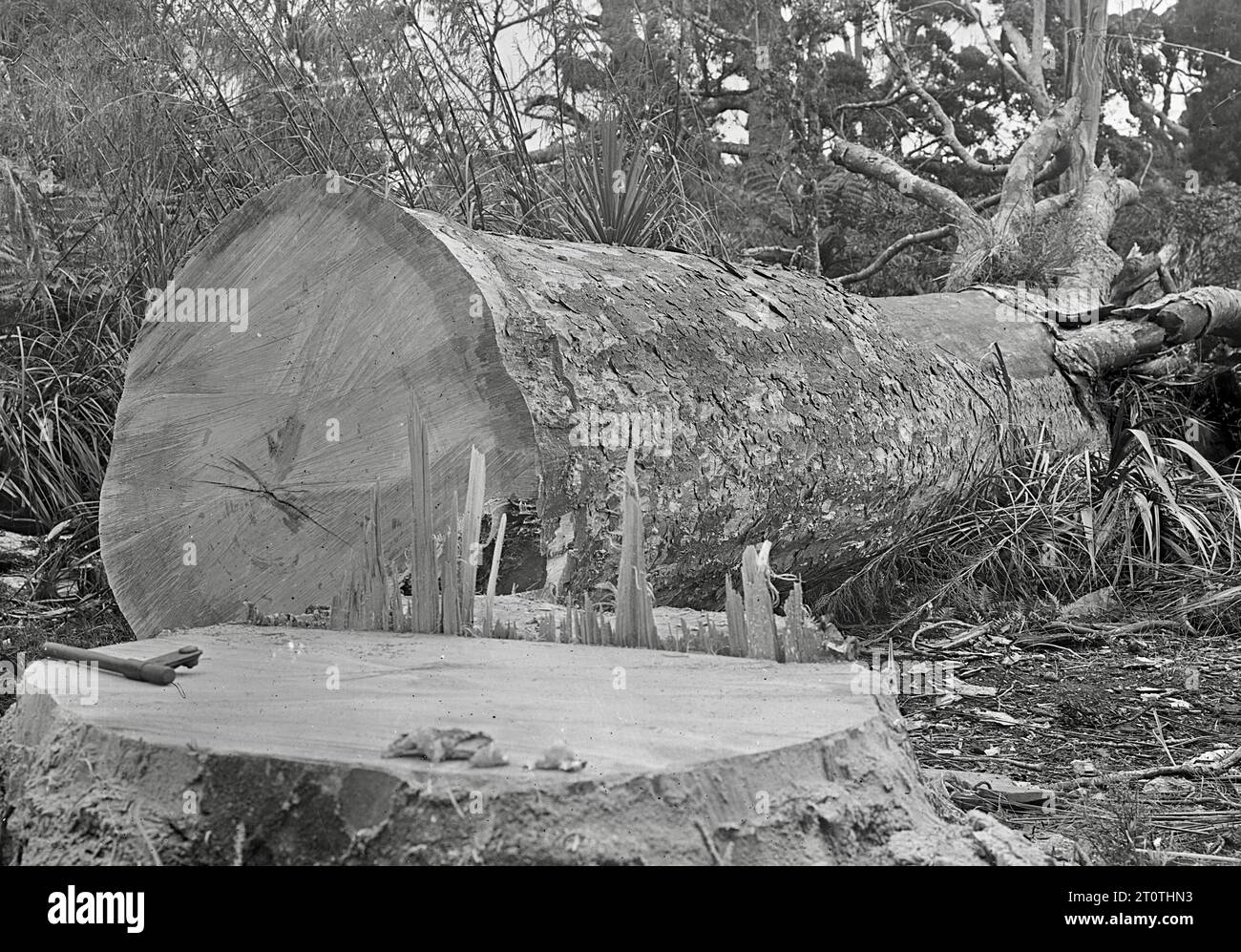 Albert Percy Godber (fotografo neozelandese) - Un albero di Kauri appena abbattuto - c1916 Foto Stock