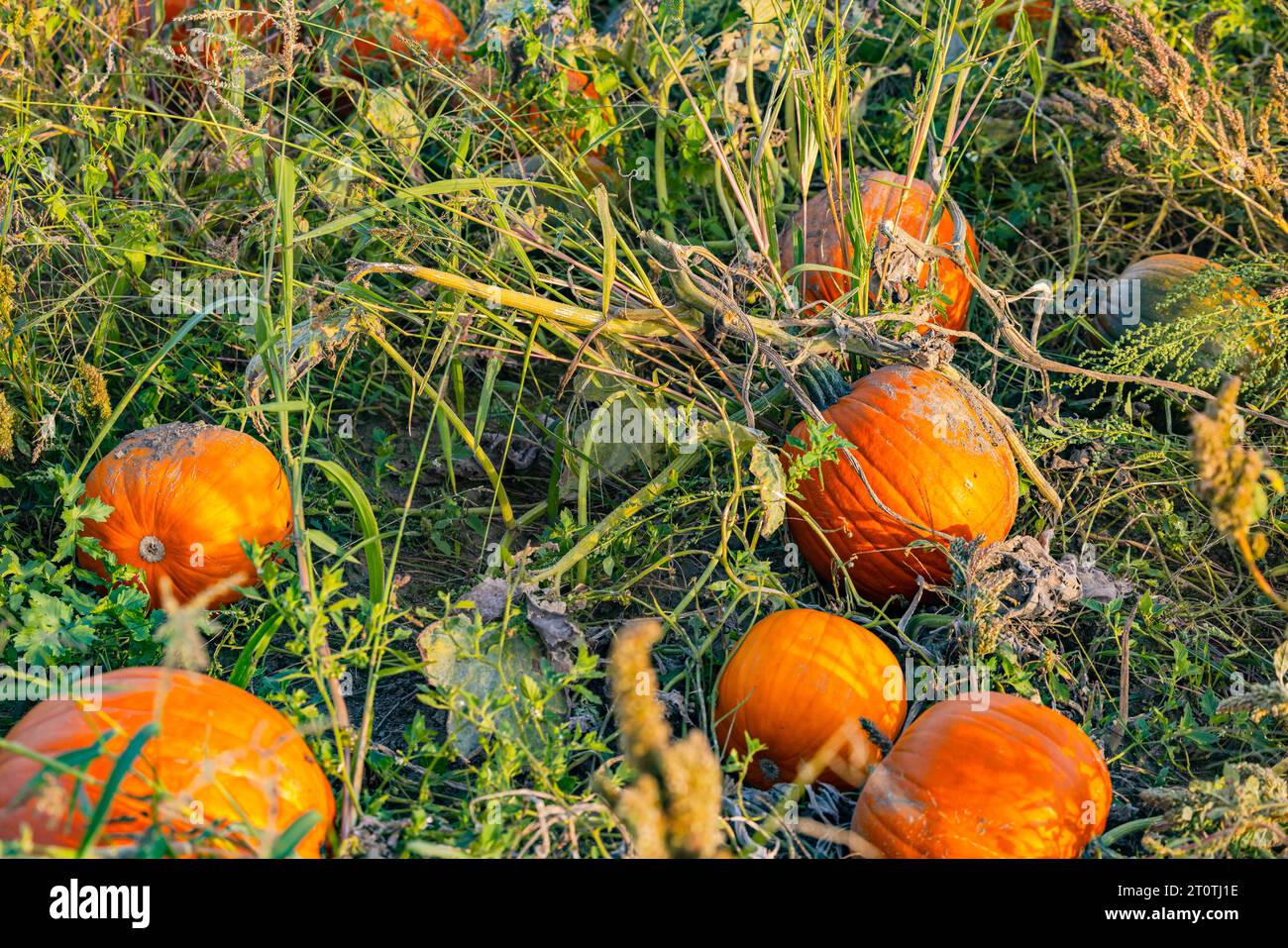 Diverse zucche arancioni esposte in un campo di zucca al tramonto in autunno Foto Stock