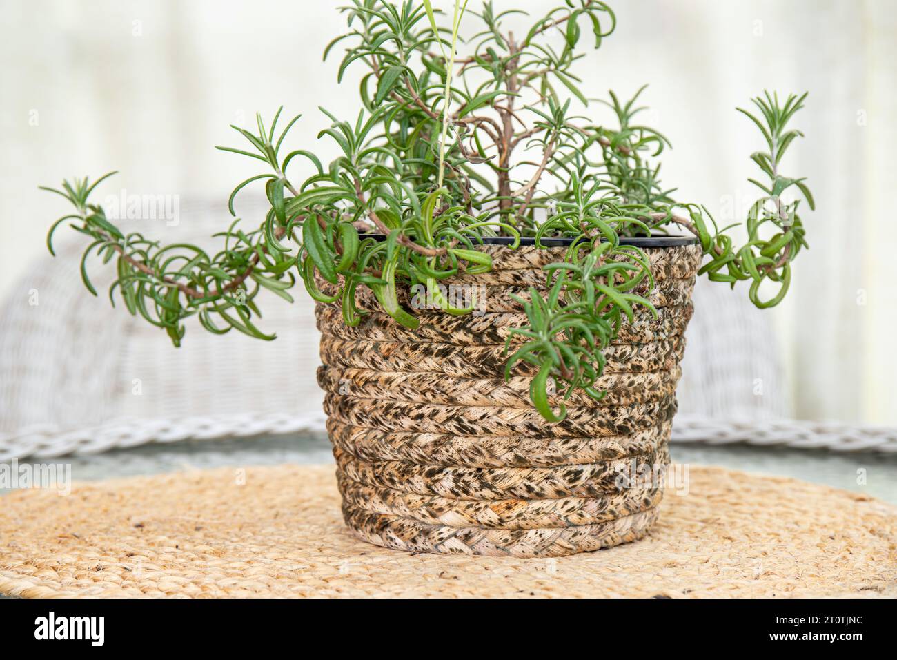 Muffa che cresce su vaso di fiori in materiale di canna naturale all'aperto sul balcone di casa, clima troppo umido. Foto Stock