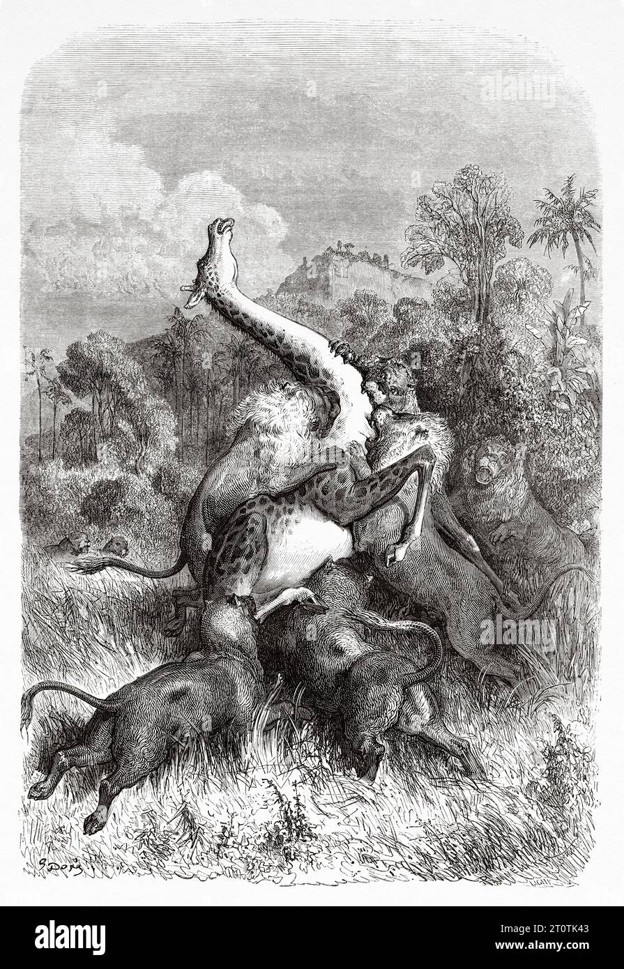 Leoni che attaccano la giraffa, Africa. Avventure e caccia del viaggiatore Charles John Andersson in Sud Africa dal 1850 al 1860. Illustrazione del vecchio XIX secolo di Gustave Doré (1832 - 1883) da le Tour du Monde 1860 Foto Stock