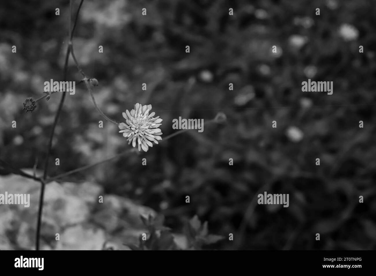 Fiore globularia bianco e nero a fuoco con sfondo bokeh sfocato lasciando spazio vuoto per il testo Foto Stock