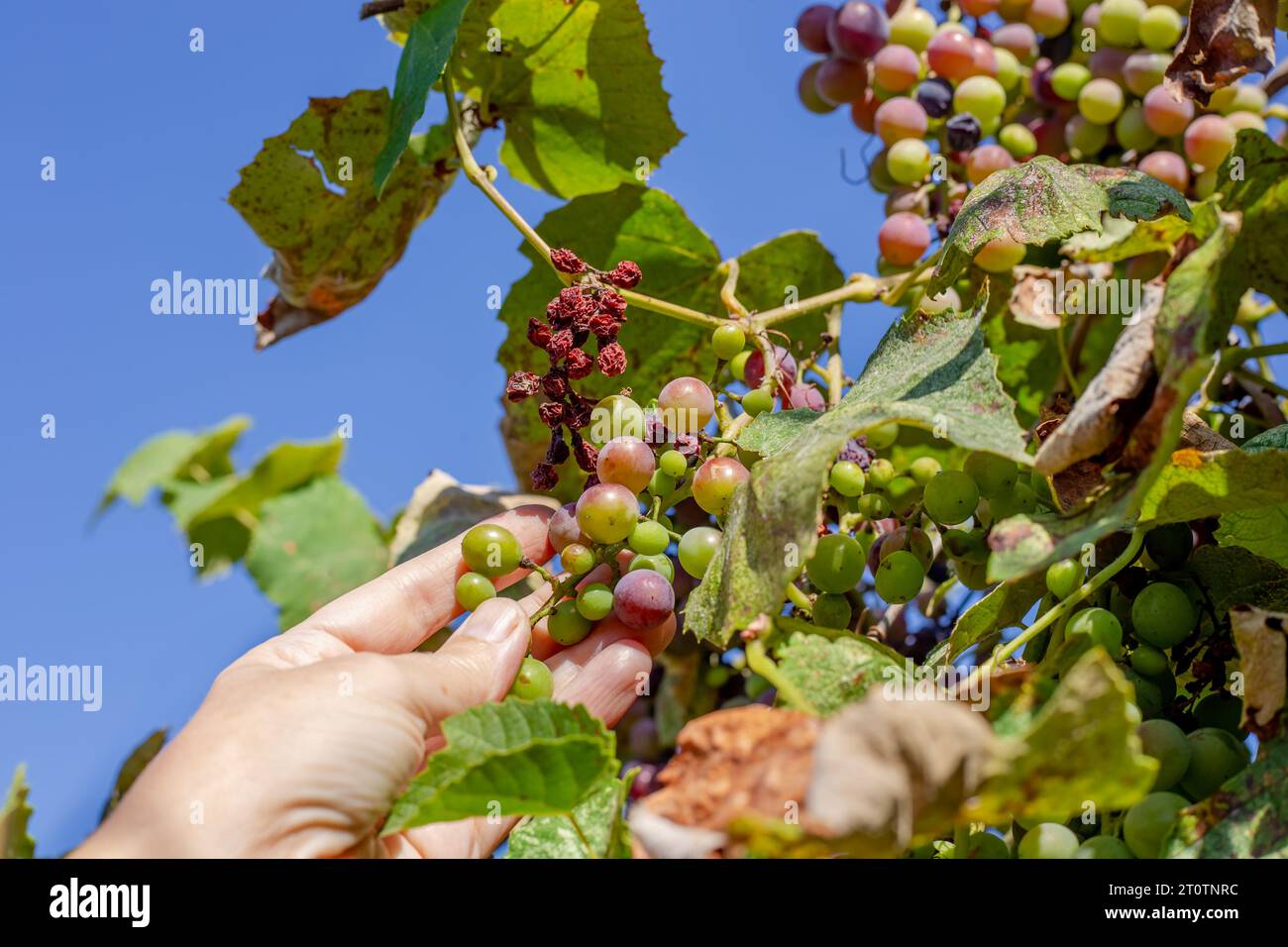 un giardiniere esamina l'uva malata che matura. Grappoli d'uva sulla vite. Foto Stock