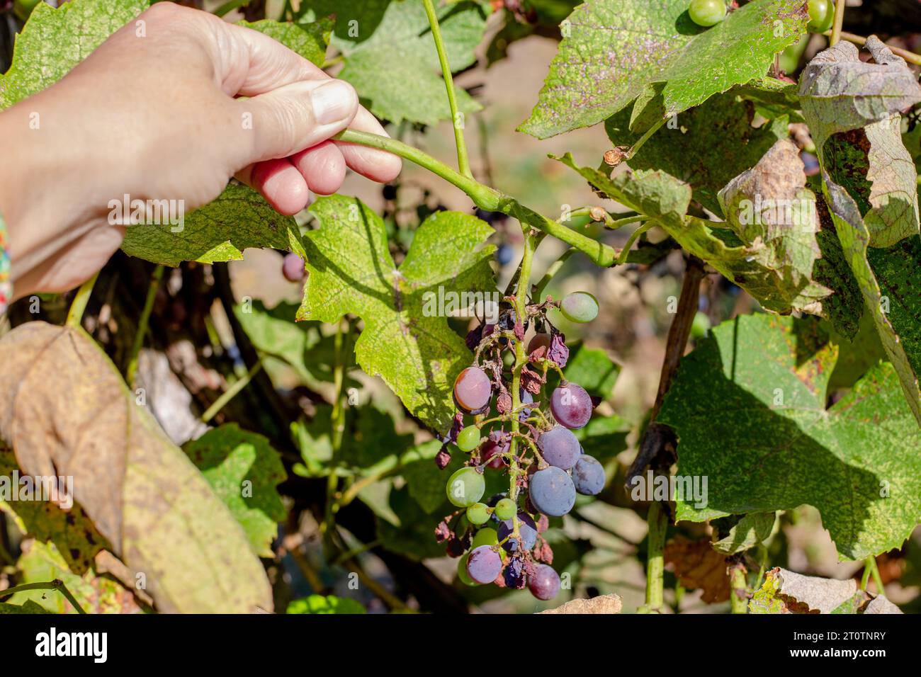 un giardiniere esamina l'uva malata che matura. Grappoli d'uva sulla vite. Foto Stock