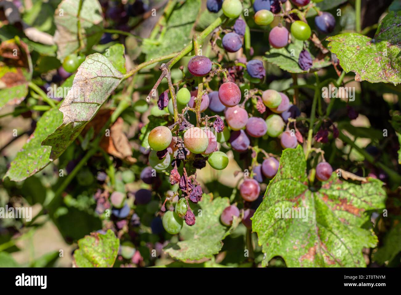 Grappoli di uve malate maturazione, Isabella varietà, influenzata da fungo. Foto Stock
