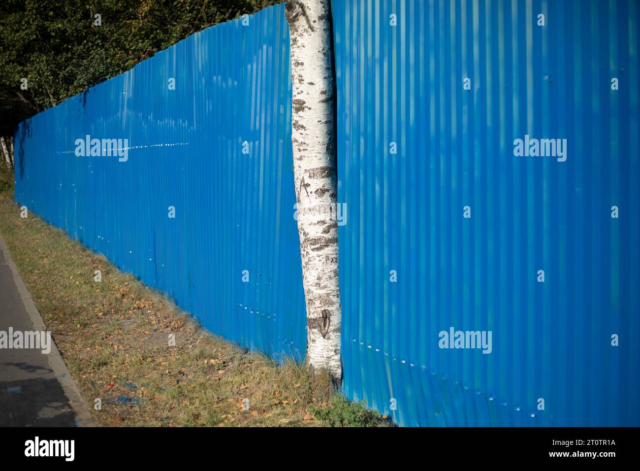 L'albero è cresciuto fino a diventare la recinzione. Recinzione con profilo in acciaio blu. Foto Stock