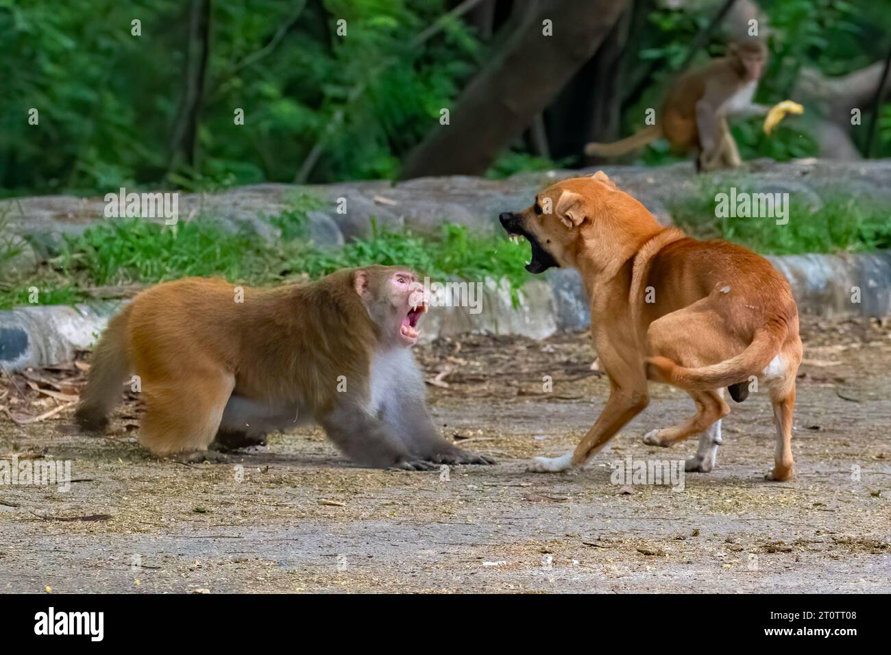 Questa lotta si svolge su banane CHANDIGARH, INDIA RARE IMMAGINI mostrano uno scarto tra due improbabili rivali macachi e Wild dog. Le immagini mostrano il cane e ma Foto Stock