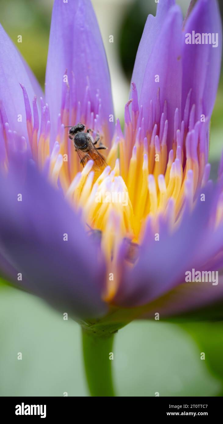 Ape in cerca di cibo in un fiore di loto Foto Stock