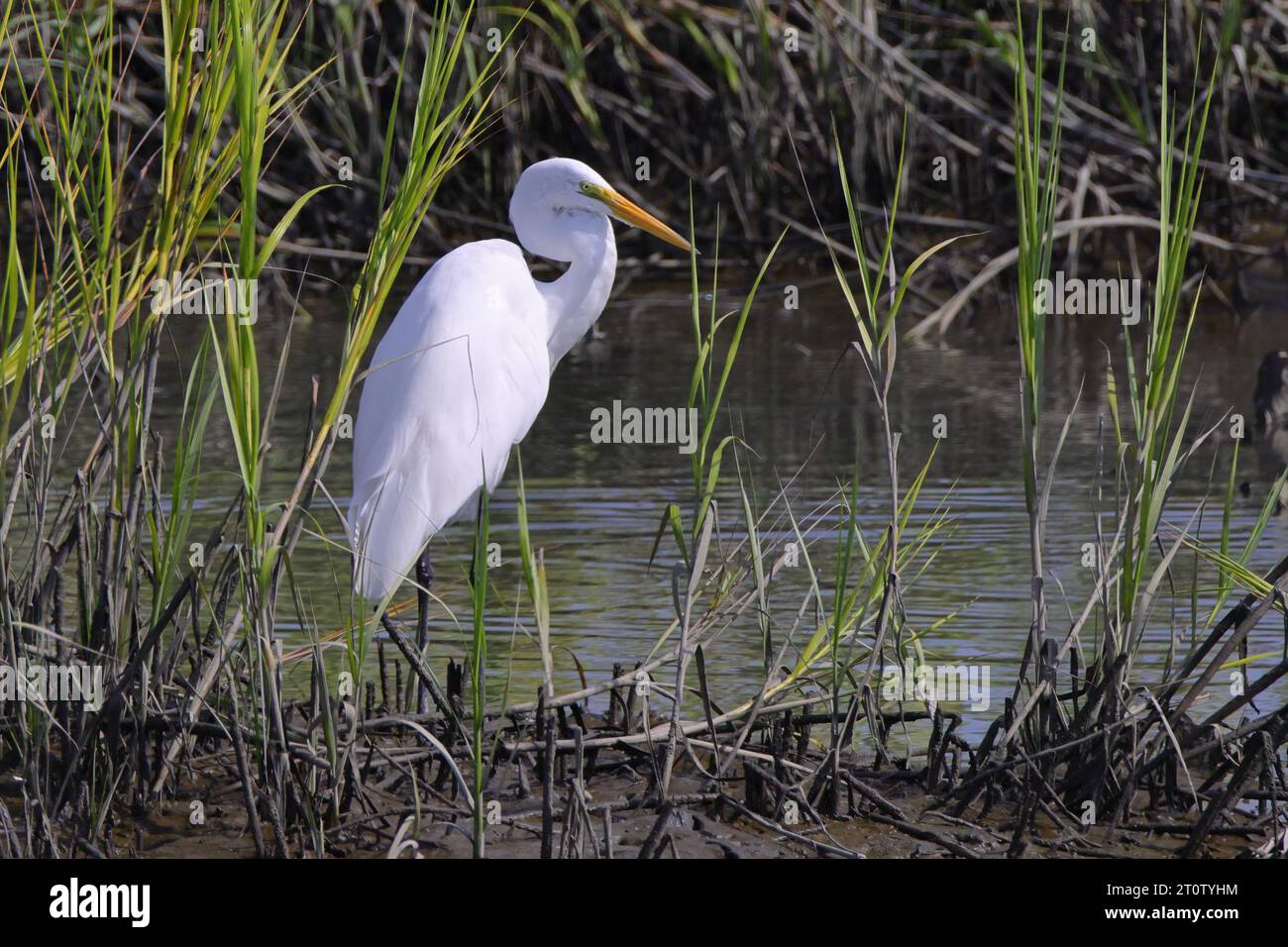 Un uccello d'aceto bianco in acque poco profonde e torbide in una zona paludosa Foto Stock