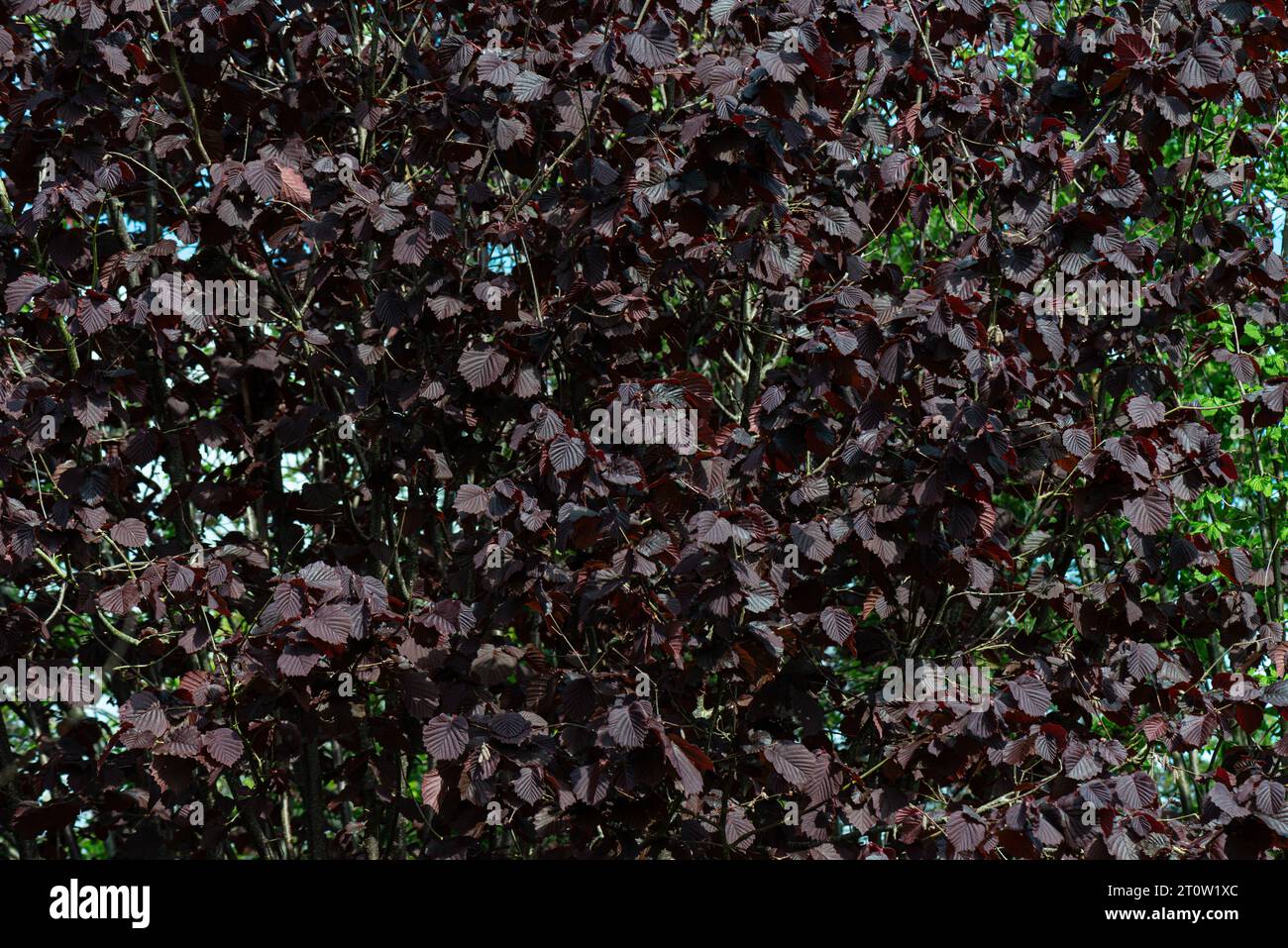 Le foglie di un nocciolo viola ( Corylus) Foto Stock