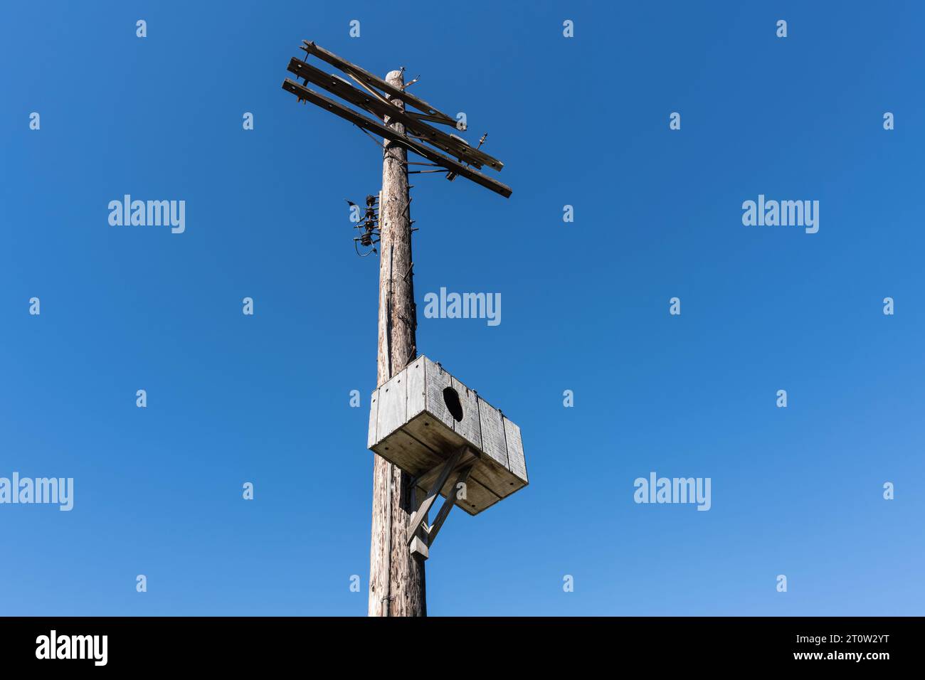 Grande scatola in legno per uccelli selvatici su un vecchio palo telefonico. Foto Stock