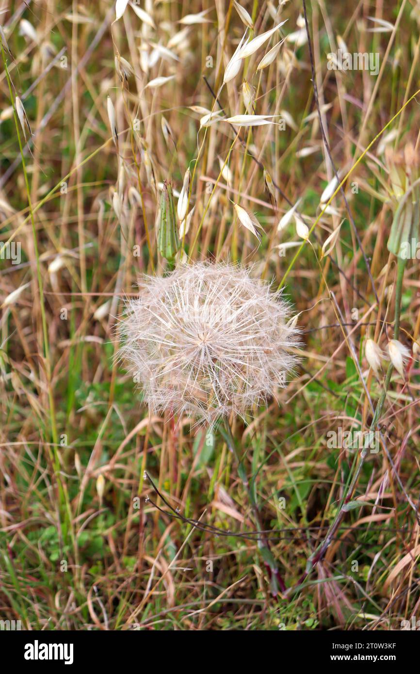 Dandelion (Senecio vulgaris), comunemente noto come "scalpello" e "vecchio" in primavera nella natura Foto Stock