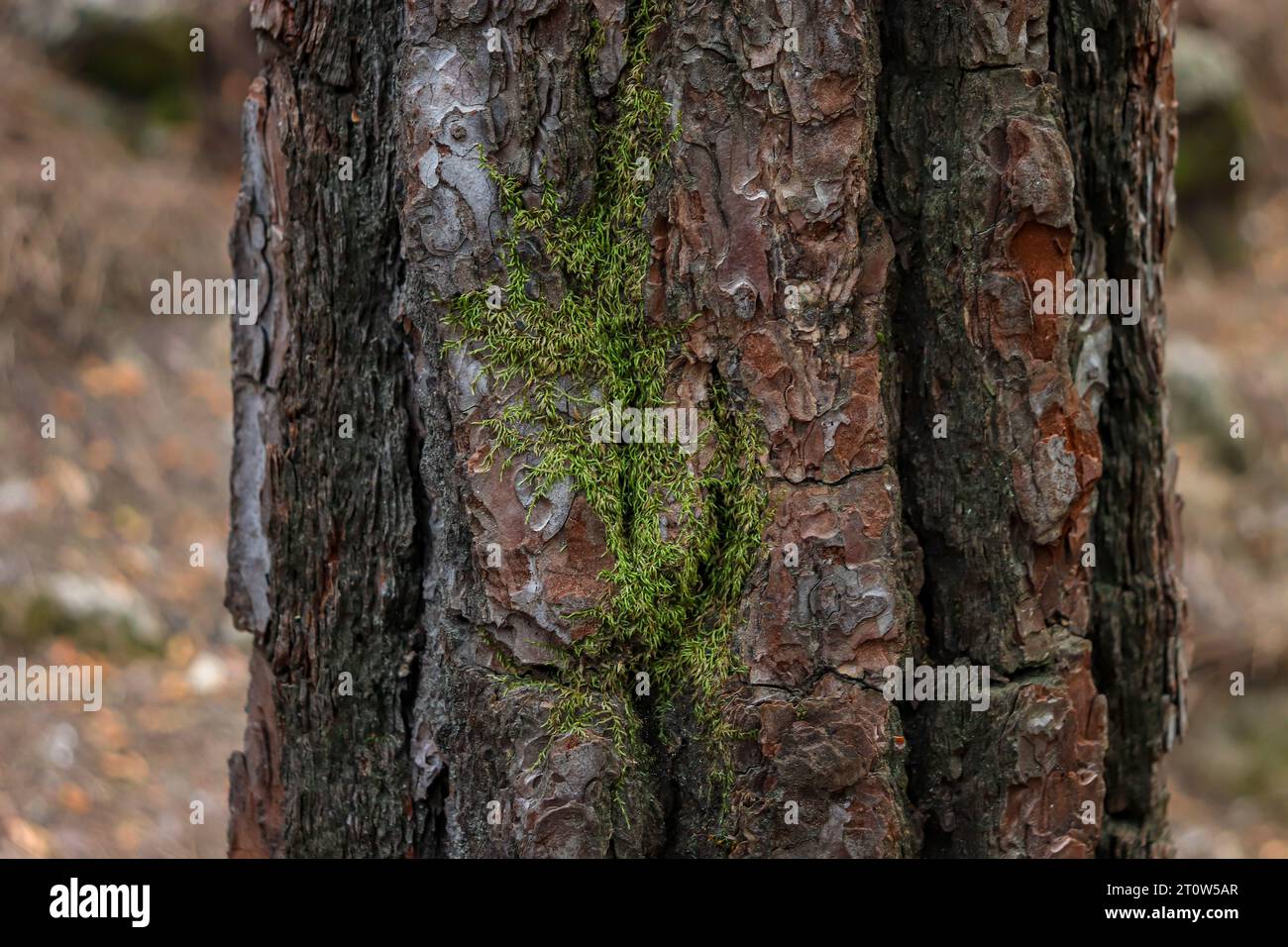 Bella pelle di corteccia di tronco di fondo naturale con toppa di muschio verde Foto Stock