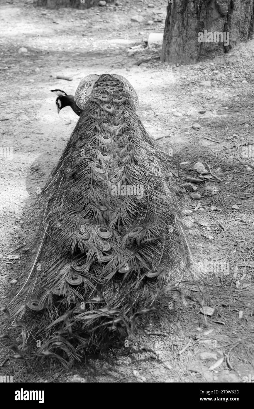 Coda del treno in pavone bianco e nero (Peafowl, Peachicken) chiusa da dietro al famoso parco di attrazioni turistiche Seven Springs (Epta Piges) Foto Stock