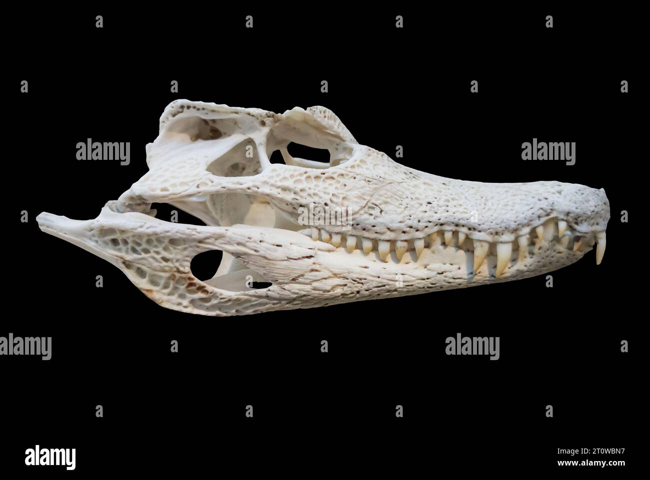 Teschio caimano Spectacled chiamato anche caiman Crocodilus. Isolato su sfondo nero Foto Stock