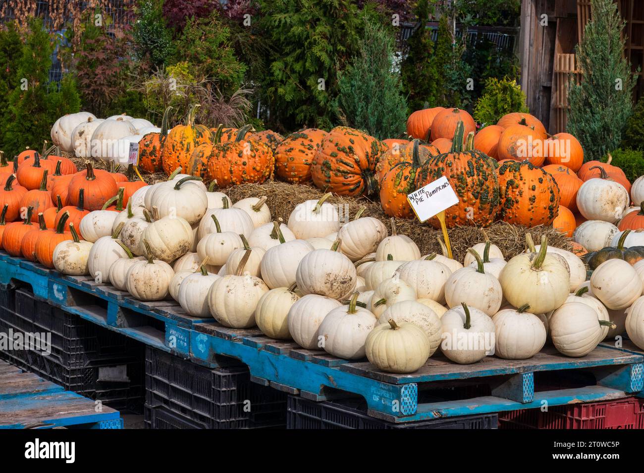 Zucche di tutti i colori e dimensioni in vendita al mercato, al giorno del Ringraziamento o alla vendemmia Foto Stock