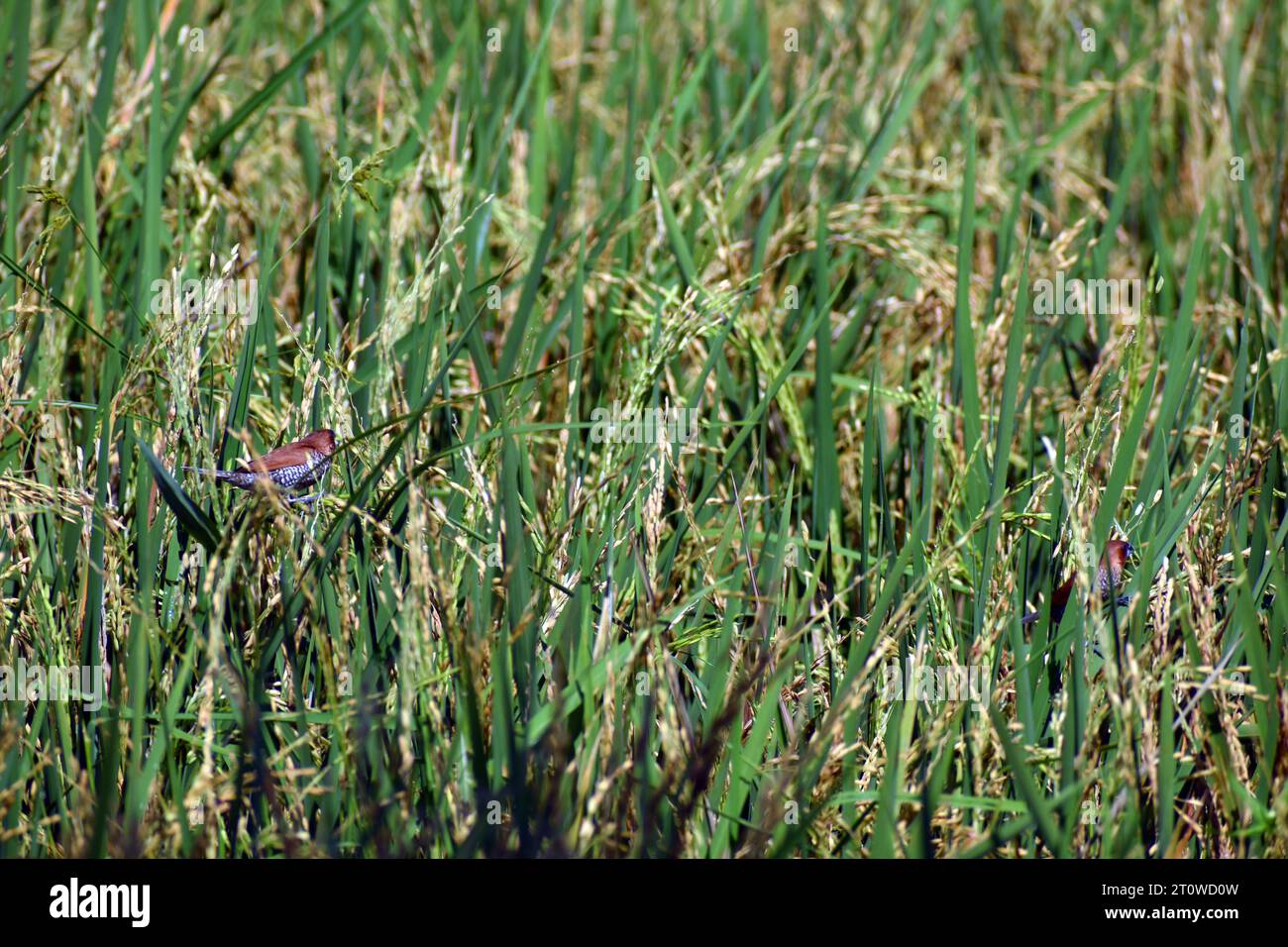 Piccoli uccelli che si nutrono di piante di riso durante il giorno. Giava, Indonesia Foto Stock