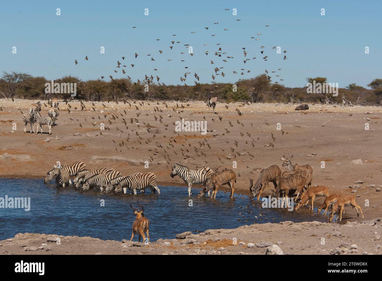NAMIBIA, AFRICA MERIDIONALE Foto Stock