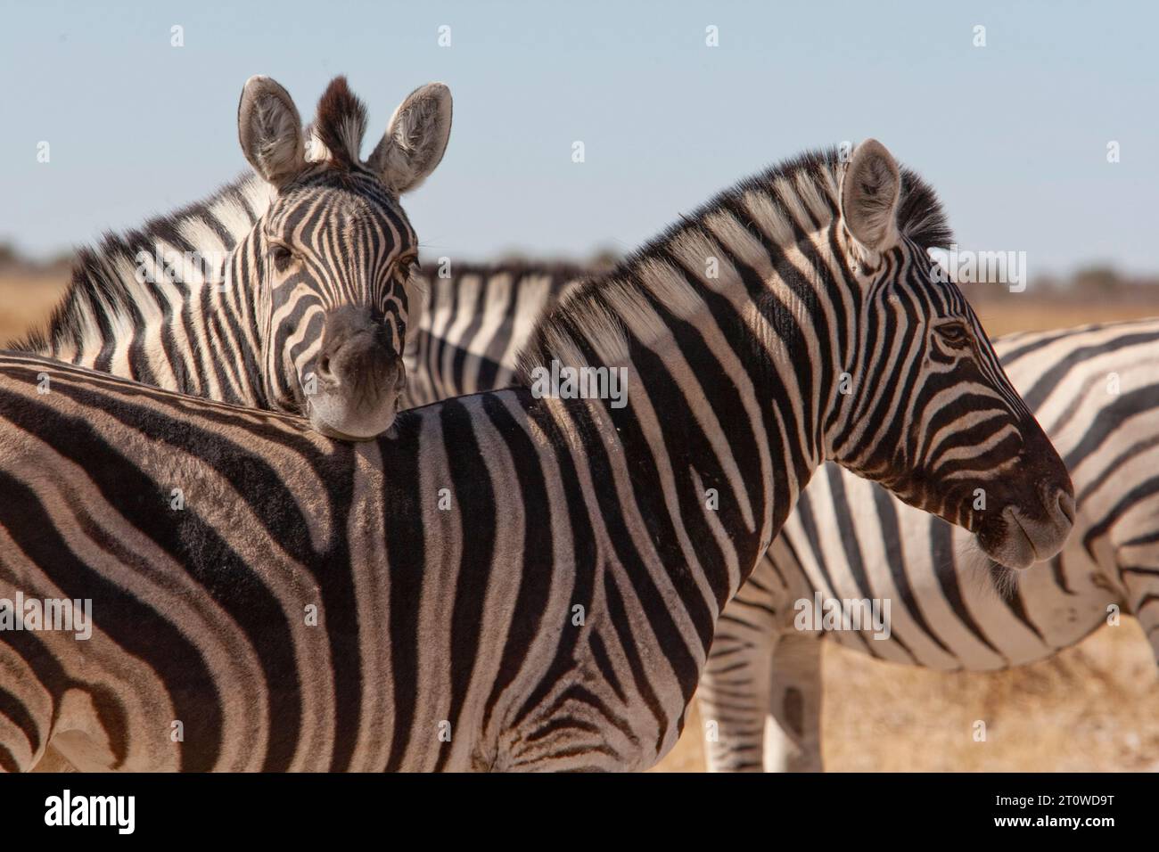 NAMIBIA, AFRICA MERIDIONALE Foto Stock