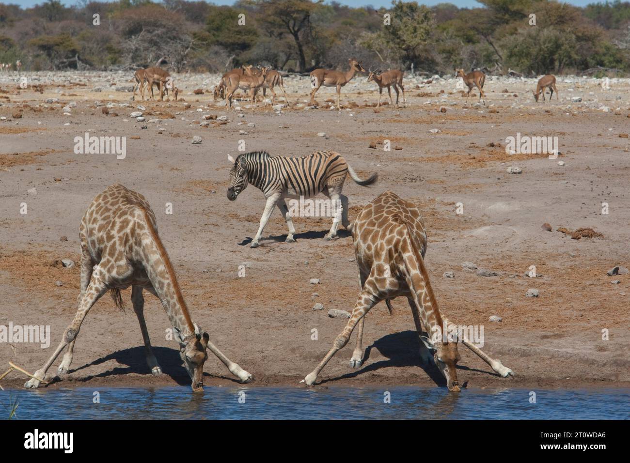 NAMIBIA, AFRICA MERIDIONALE Foto Stock