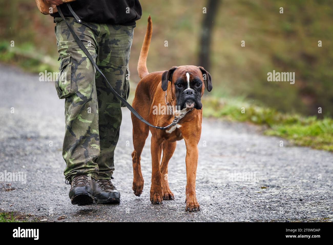 Cane Boxer che cammina con il suo proprietario di animali domestici in strada all'aperto. Temi animali Foto Stock