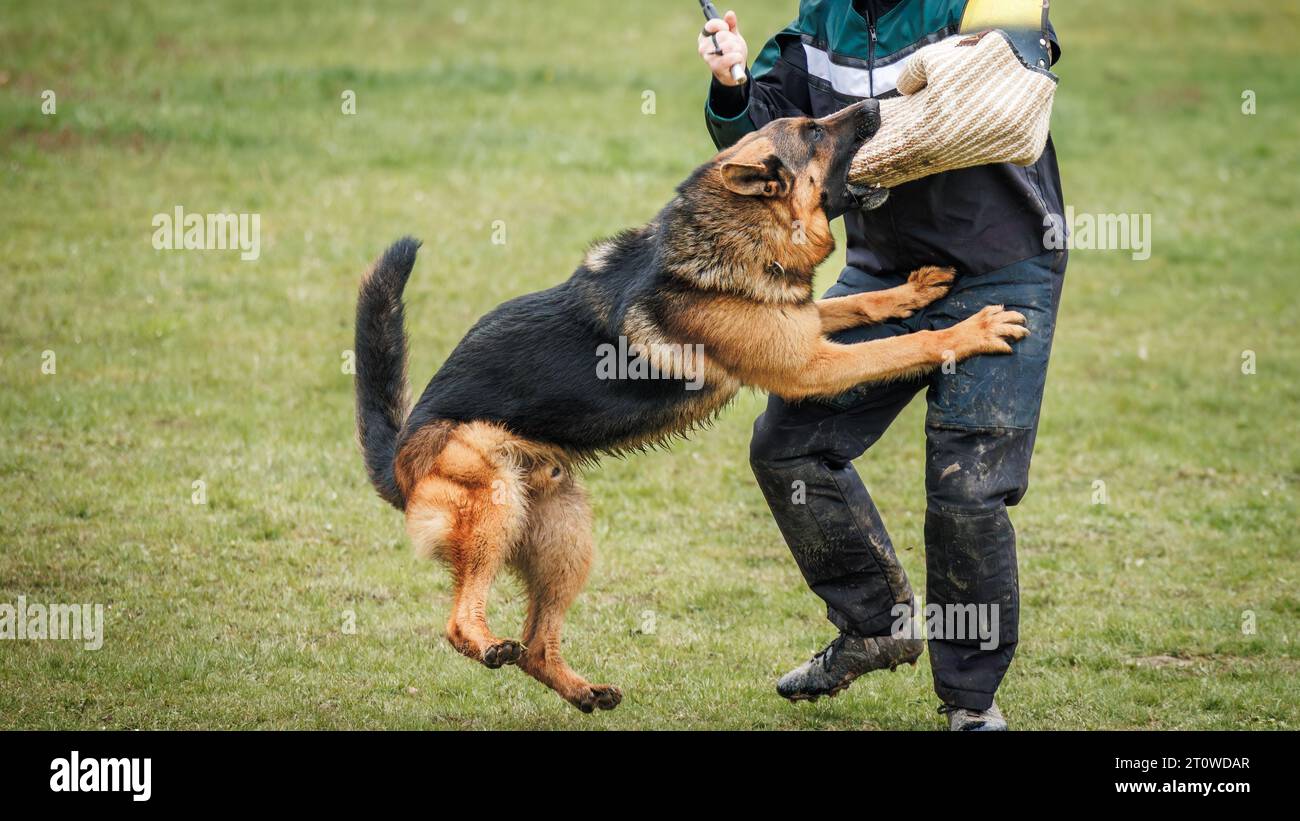 Addestramento del cane morso e lavoro di difesa. Allenatore di animali e pastore tedesco polizia o cane di guardia Foto Stock