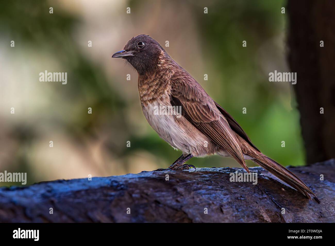 Un bulbul somalo in Etiopia. Foto Stock