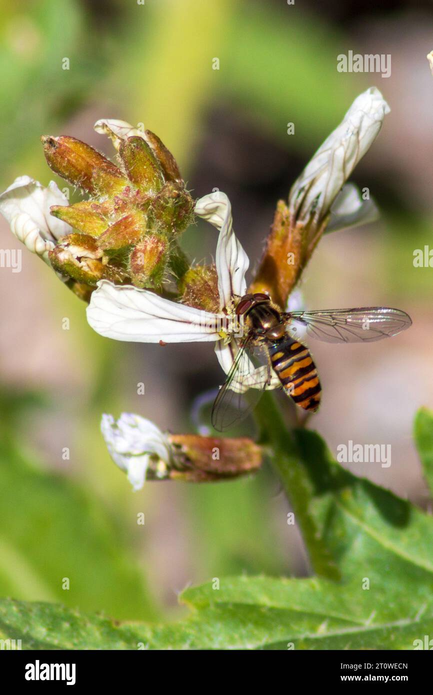 Episyrphus balteatus, Marmalade Hoverfly con spazio copia e sfondo naturale in modalità ritratto Foto Stock