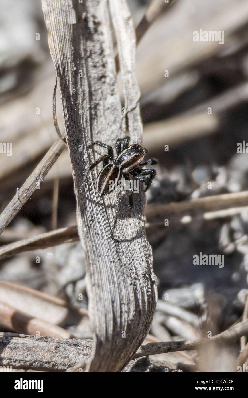 Phlegra bresnieri, Jumping Spider Foto Stock