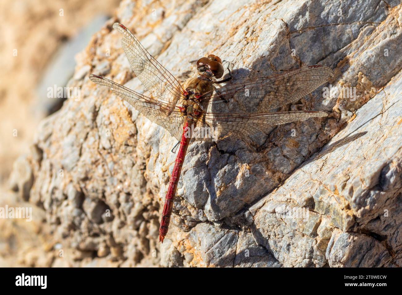 Sympetrum sinaiticum, Desert Darter Dragonfly Foto Stock