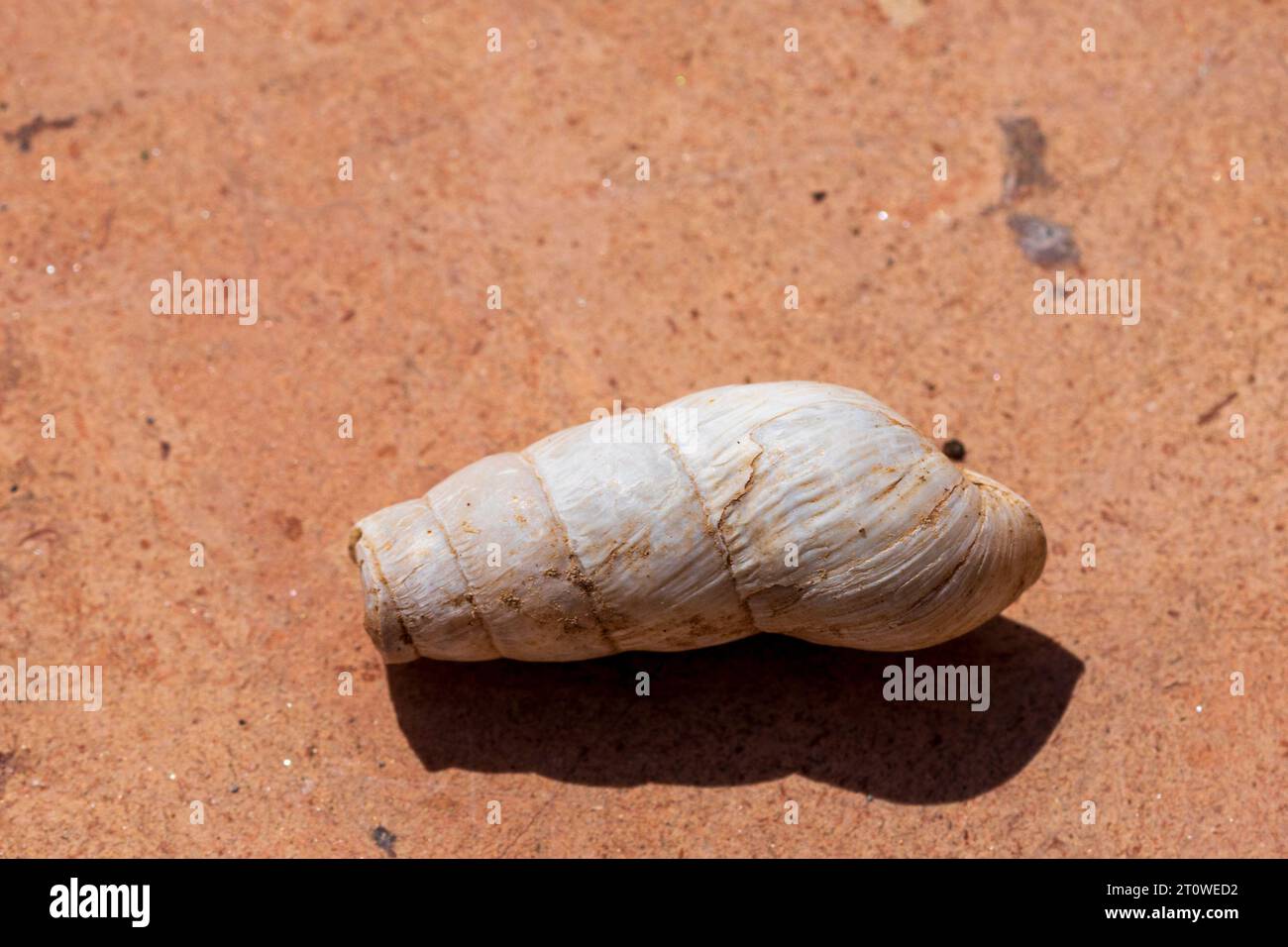 Rumina decollata, Decollate Snail Foto Stock