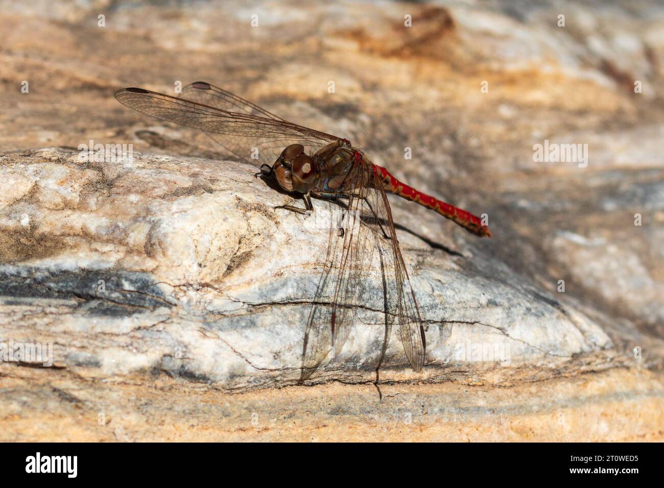 Sympetrum sinaiticum, Desert Darter Dragonfly Foto Stock