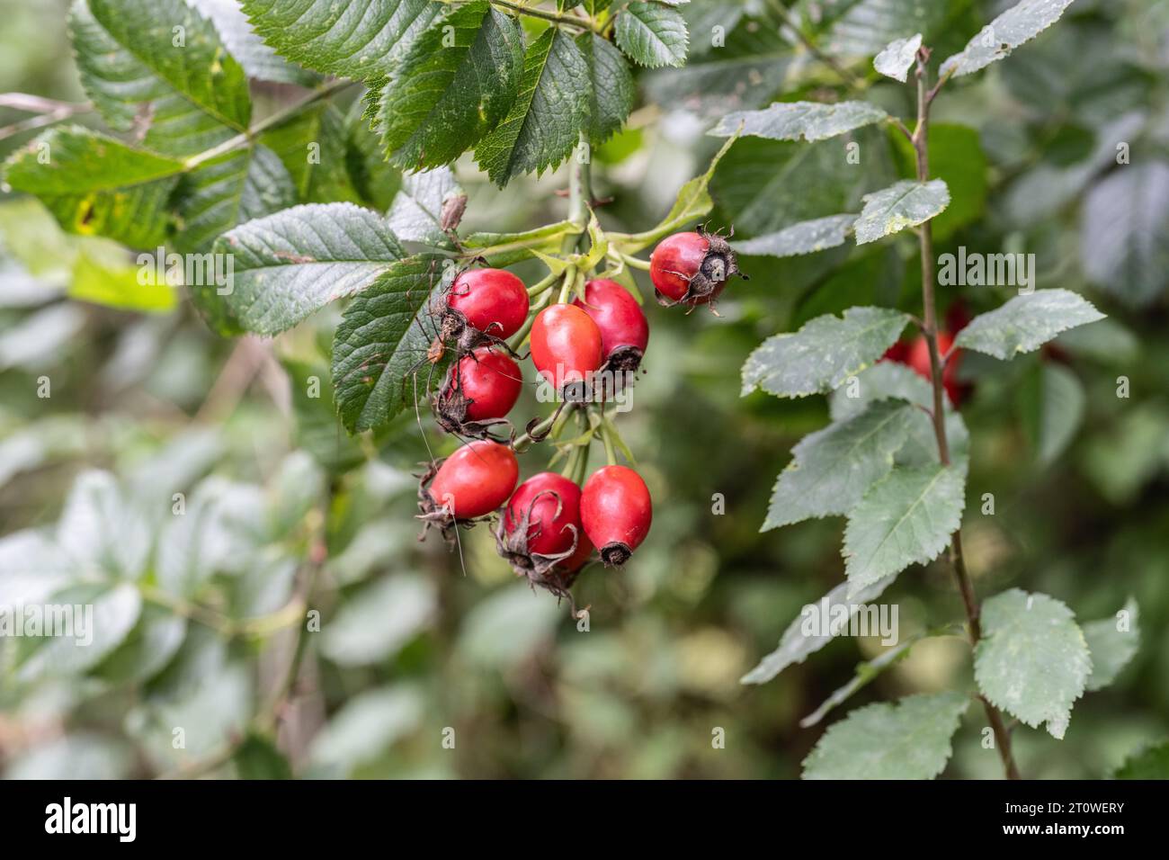 Hips of Dog Rose, Rosa canina, in una siepe dello Yorkshire Dales Foto Stock