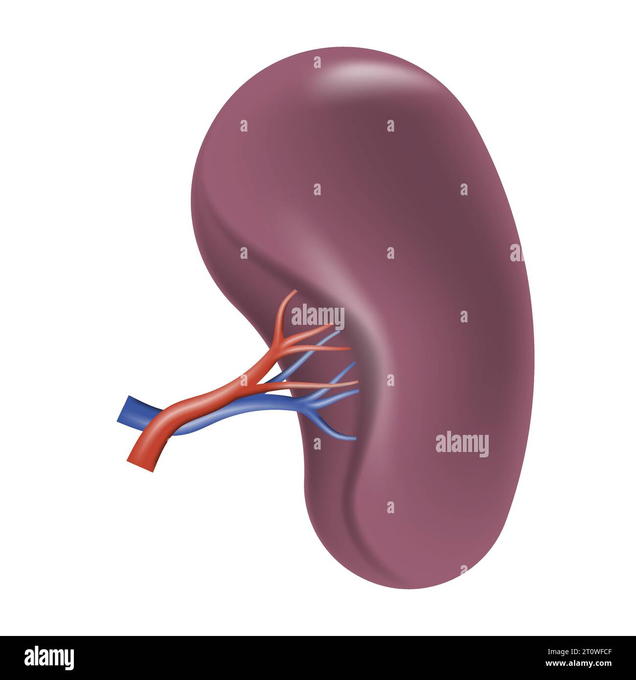 Milza umana. Organi umani realistici 3d isolati su sfondo bianco. Illustrazione vettoriale. EPS 10. Illustrazione Vettoriale