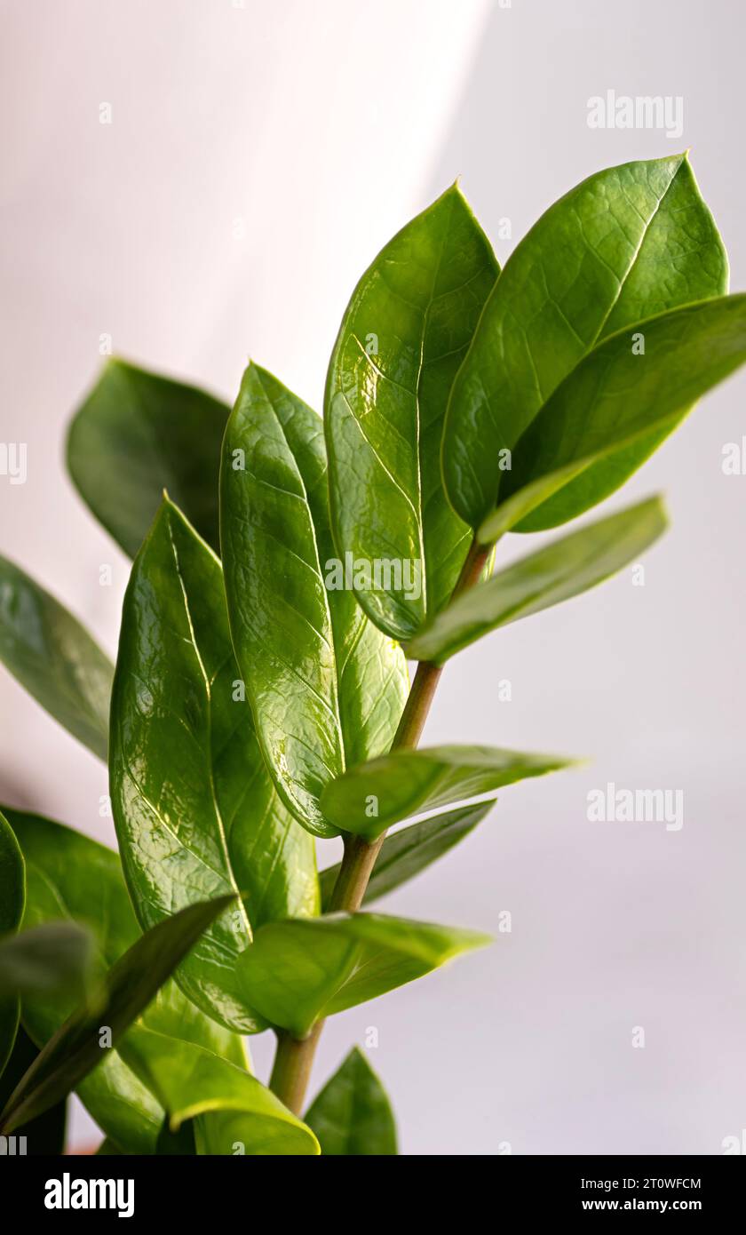Impianto domestico Zamioculcas Zanzibar Gem ZZ Plant. Primo piano di un giovane ramo. Ritaglio verticale. Primo piano. Foto Stock