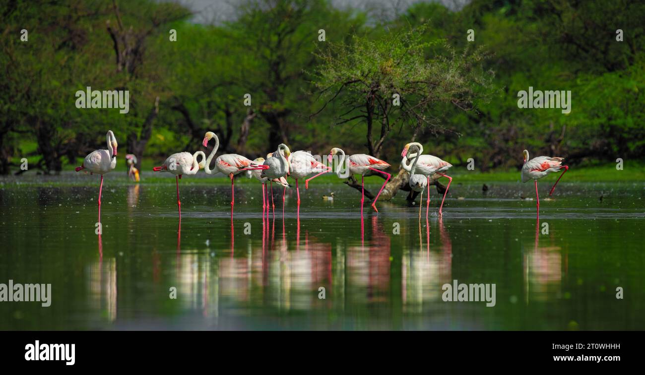 Greater Flamingo, Greater Flamingos, Group of Greater Flamingo, Group of Greater flamingos, African flamingo, African flamingos Foto Stock