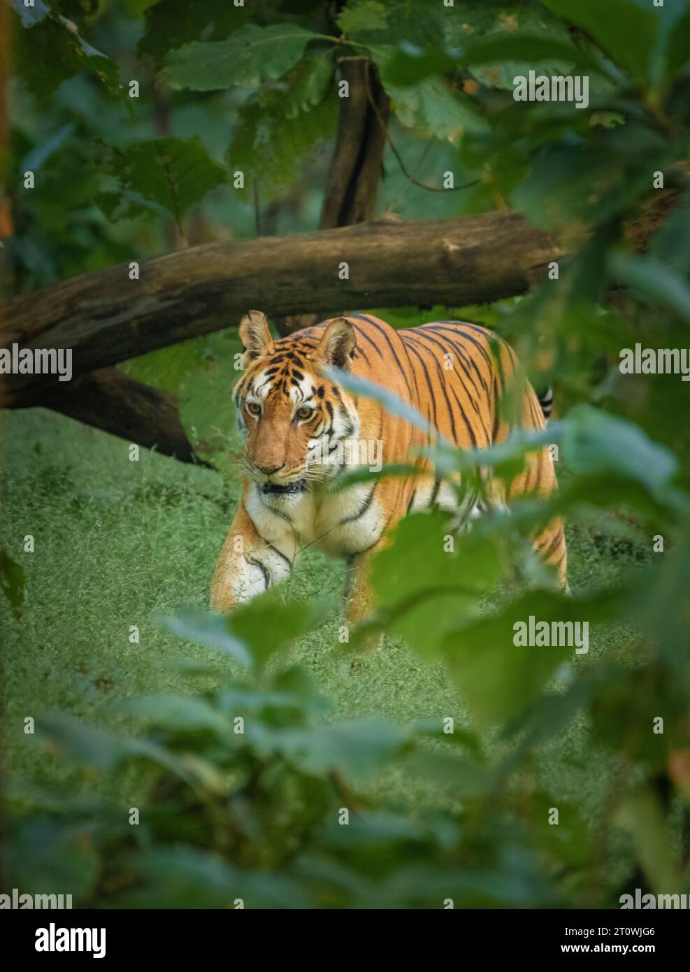 Tigre a piedi, tigre indiana a piedi nella foresta, tigre dal parco nazionale di Pench Foto Stock