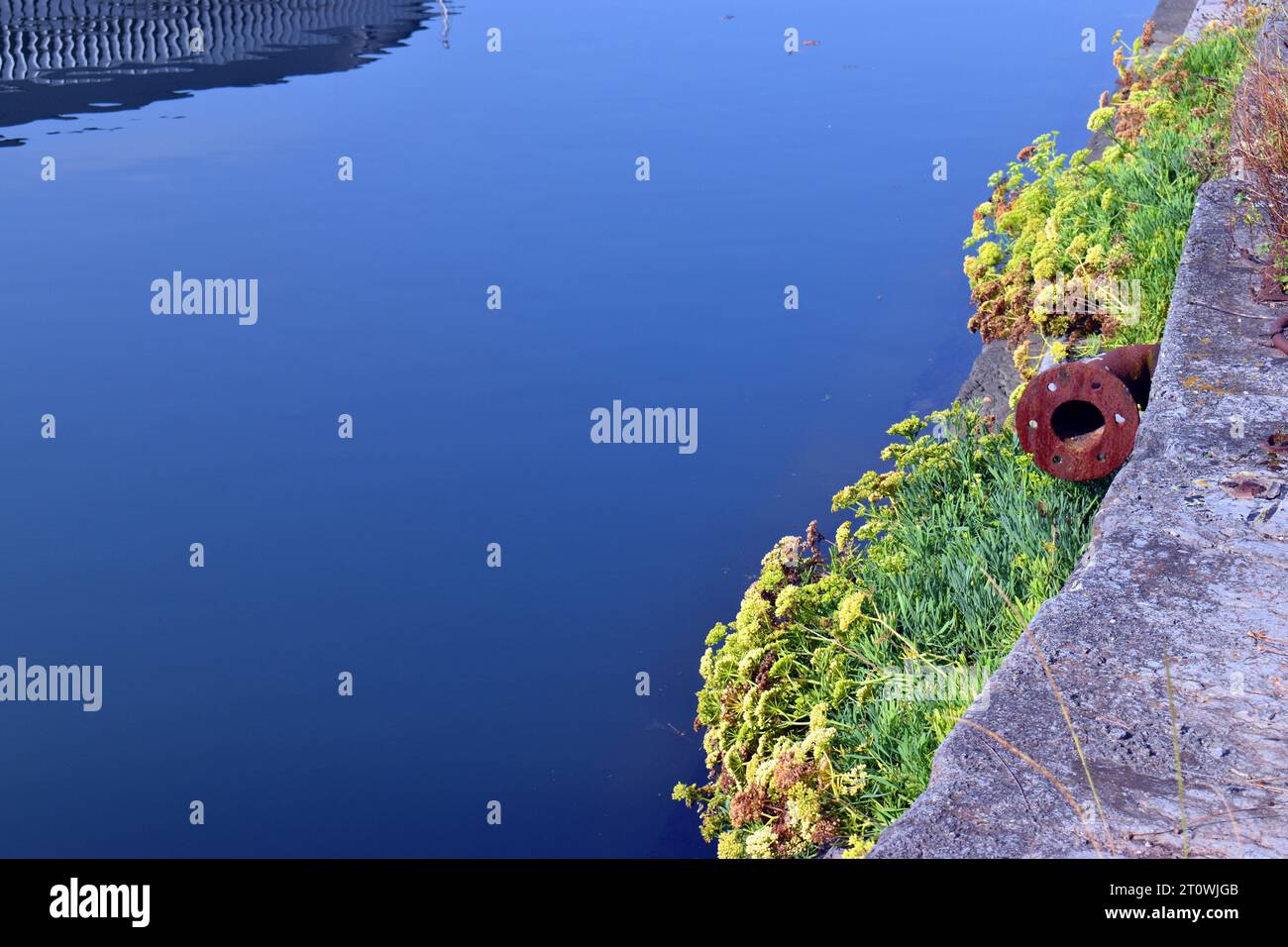Il finocchio marino (Crithmum maritimum) cresce ruderamente vicino a un estuario della città. Foto Stock