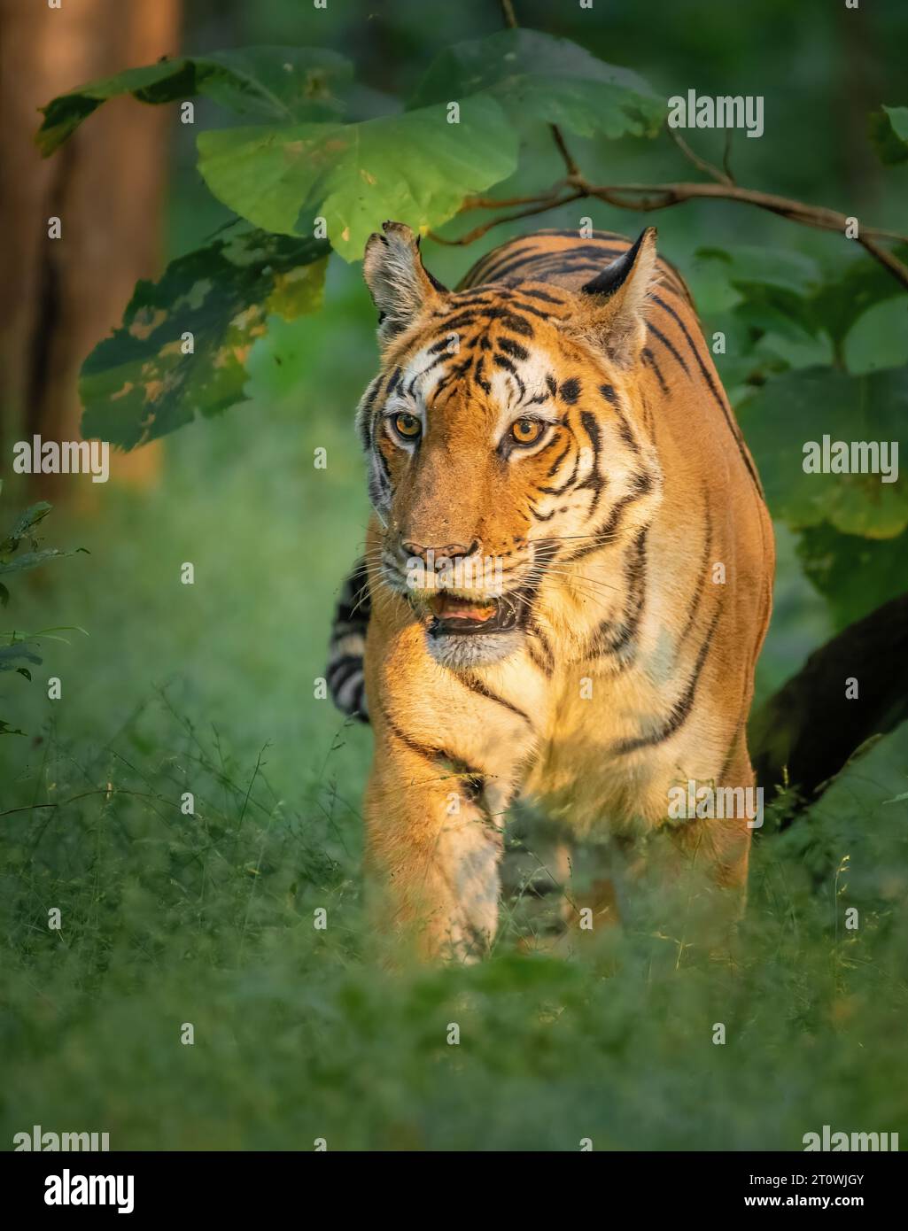 Tigre a piedi, tigre indiana a piedi nella foresta, tigre dal parco nazionale di Pench Foto Stock