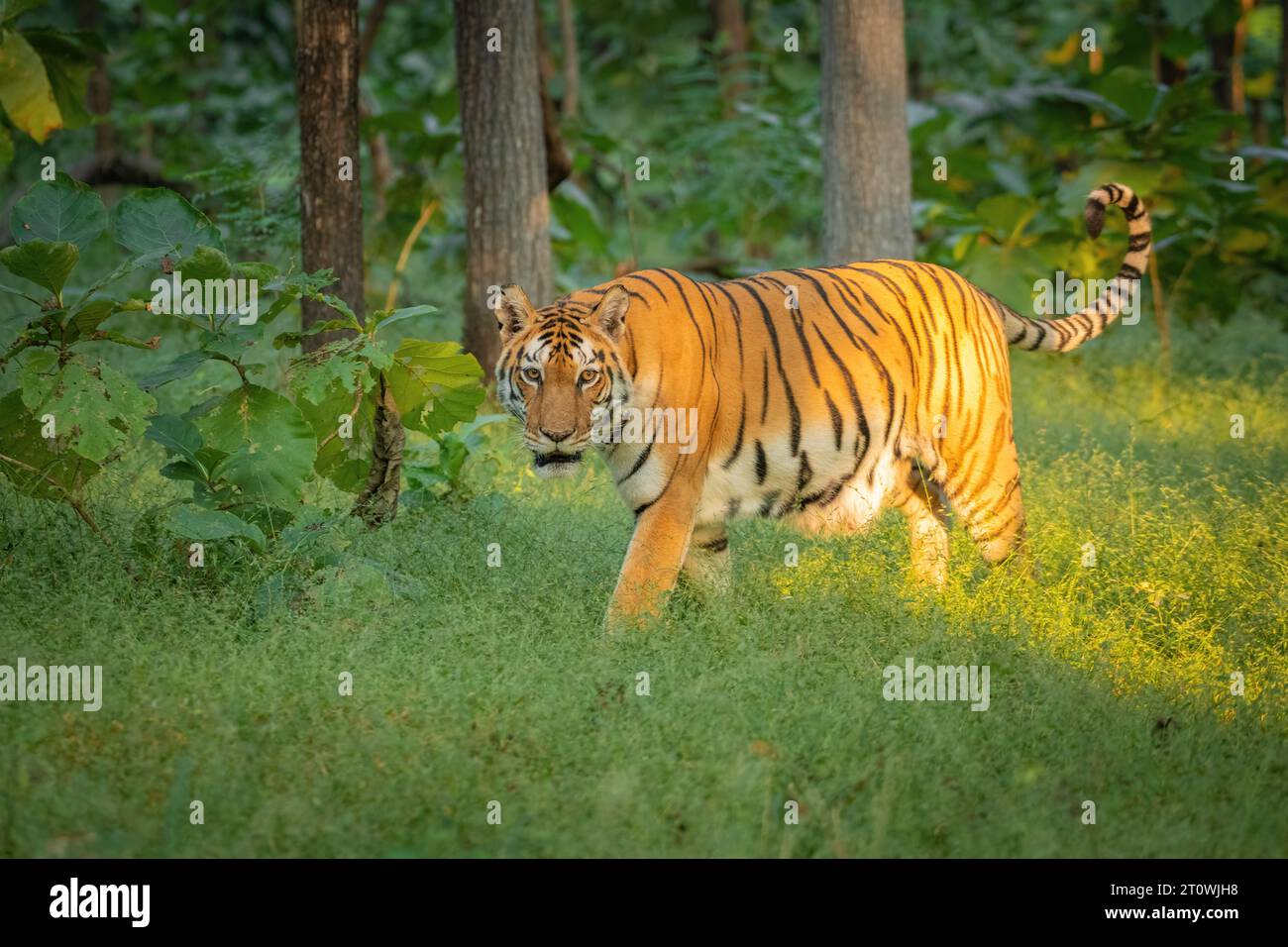 Tigre a piedi, tigre indiana a piedi nella foresta, tigre dal parco nazionale di Pench Foto Stock